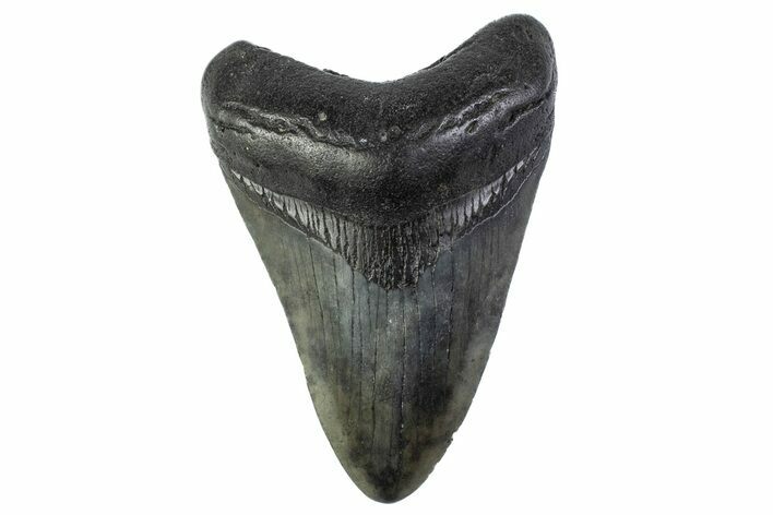 Fossil Megalodon Tooth - South Carolina #374096